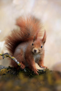 Red squirrel on trunk, Sciurus vulgaris, Bavaria, Germany, Europe Red squirrel on trunk, Sciurus vulgaris, Bavaria, Germany, Europe